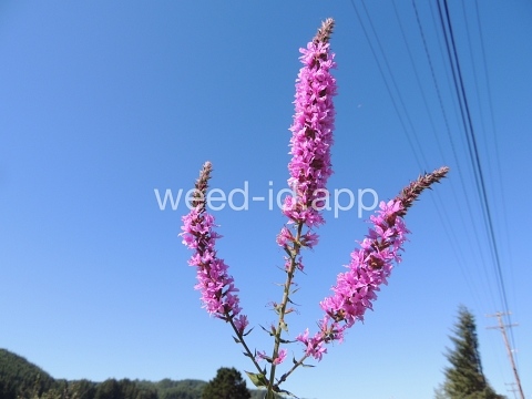 loosestrife, purple
